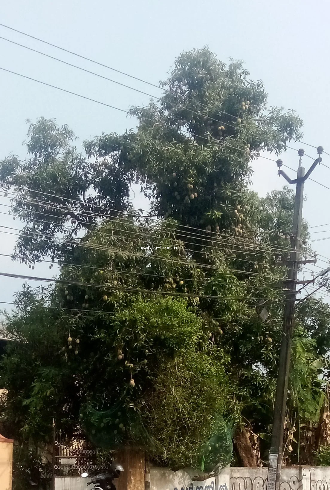 Mango Tree