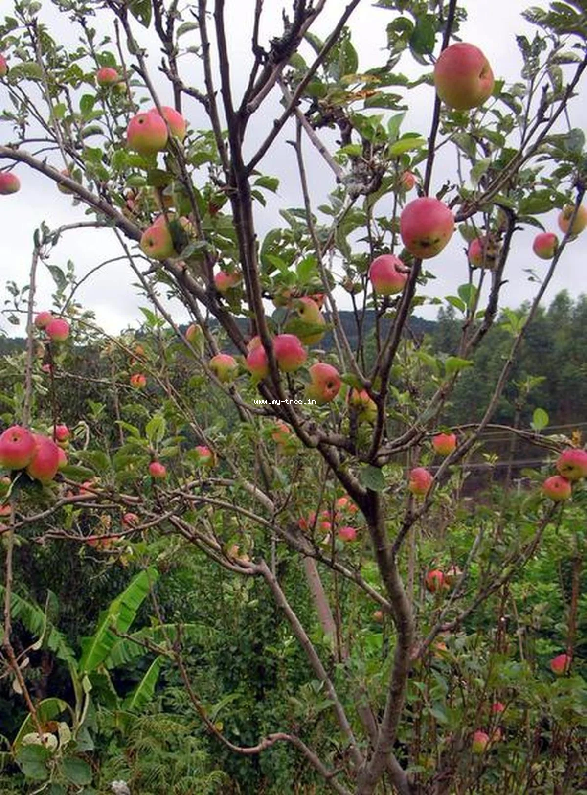 Apple Tree