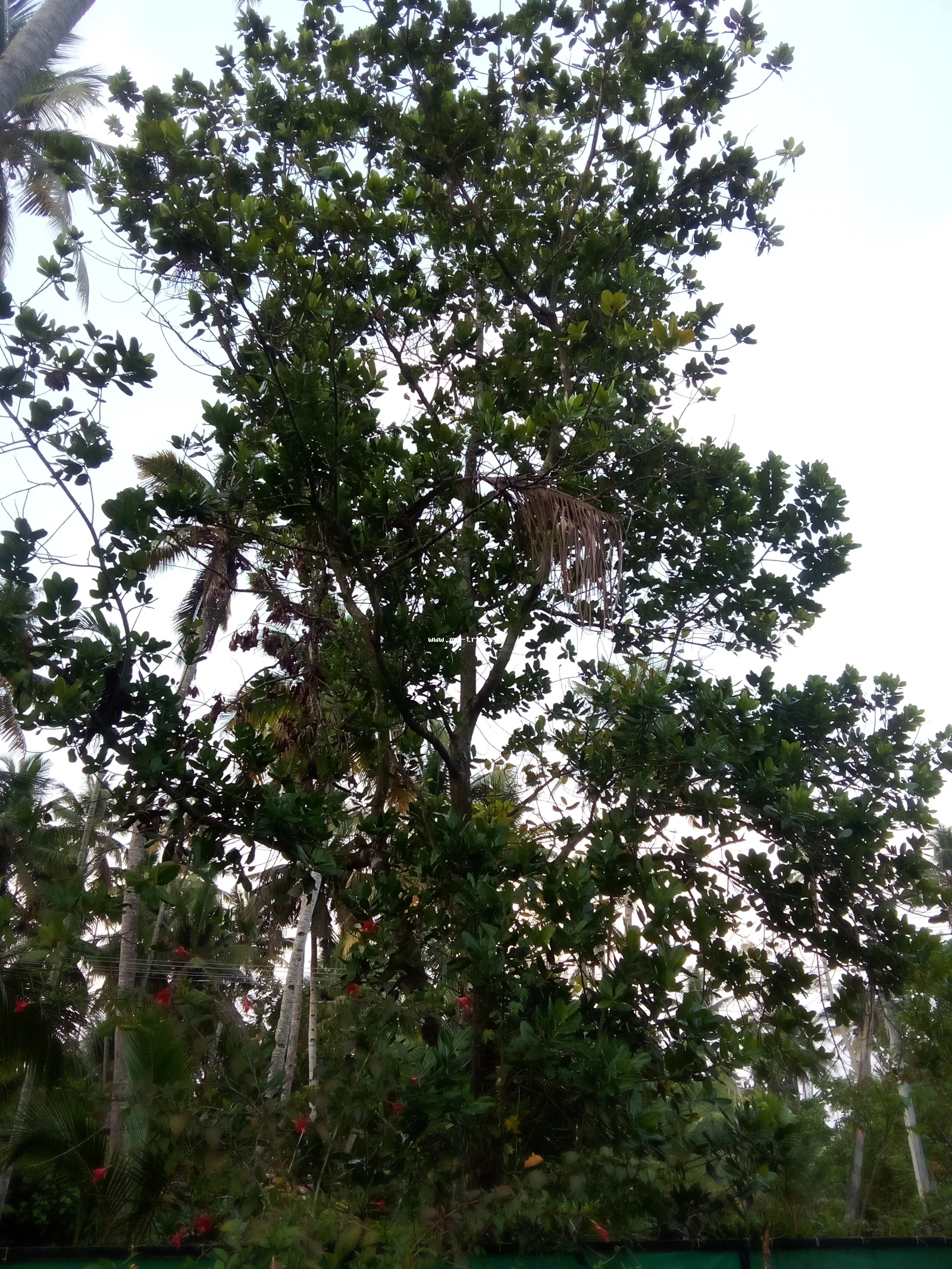 Alexandrian laurel, Beach calophyllum