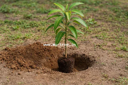 Mango Tree