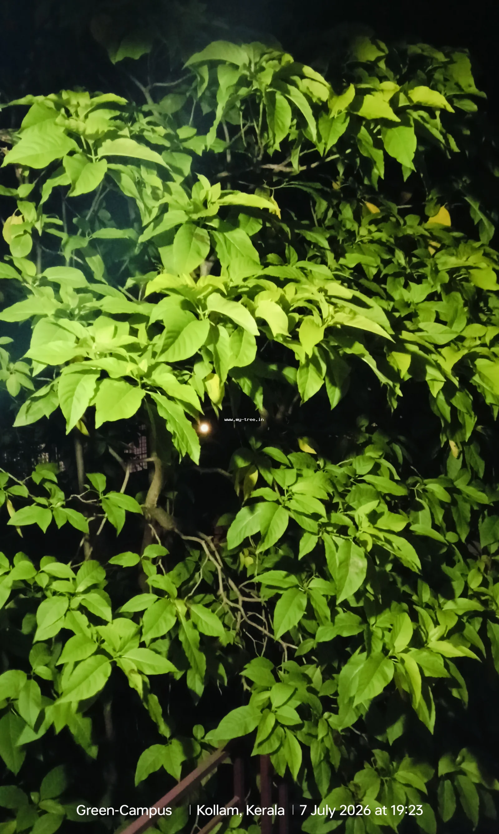 Indian Ash Tree