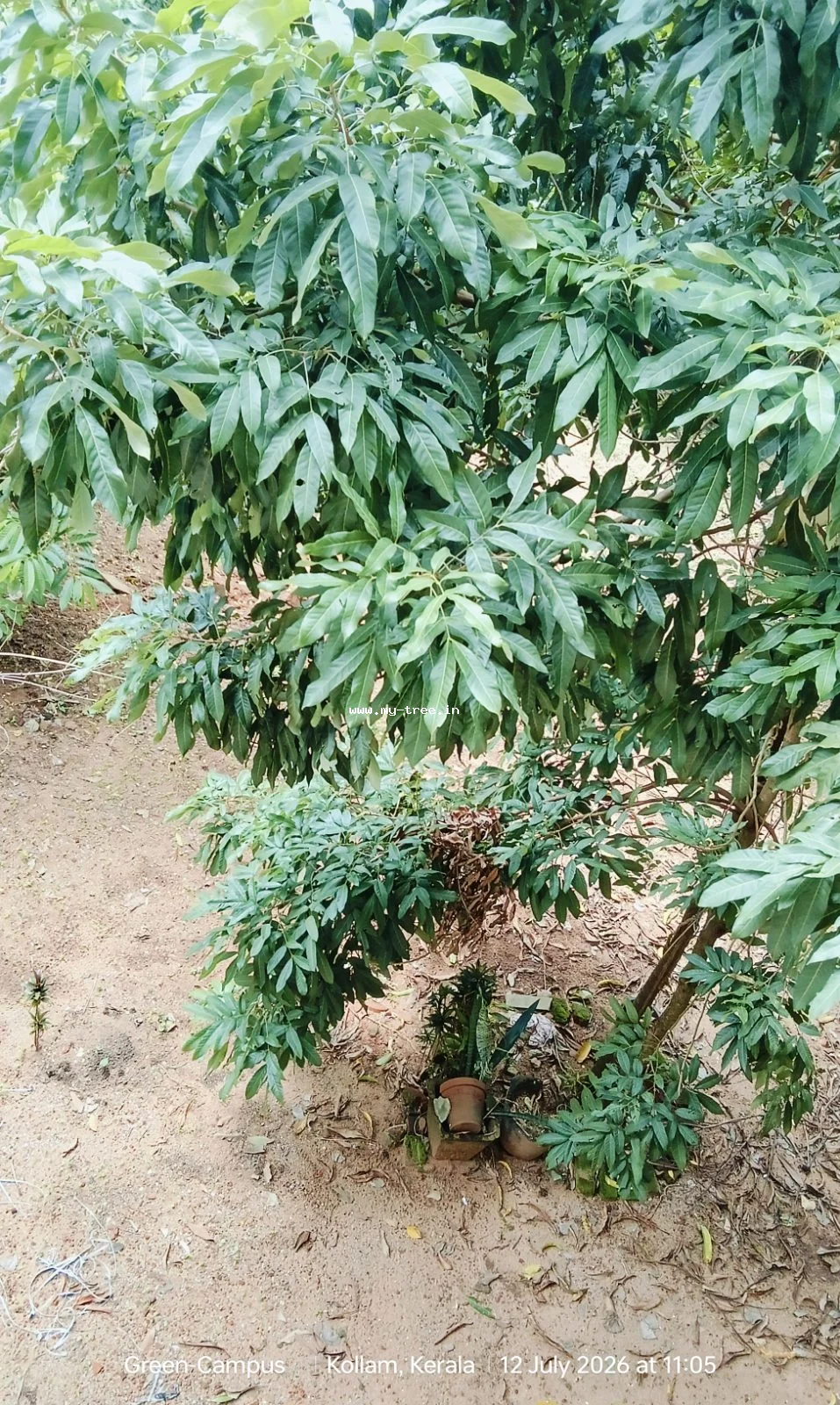 Mahogany