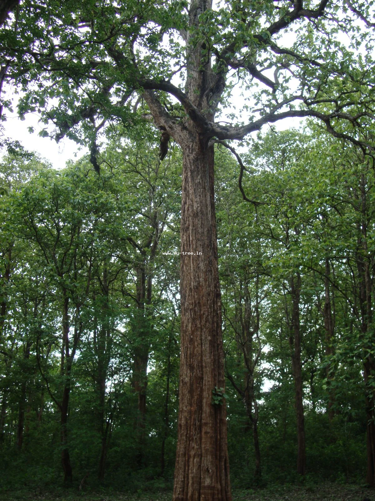 Teak